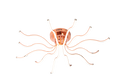 INIGA